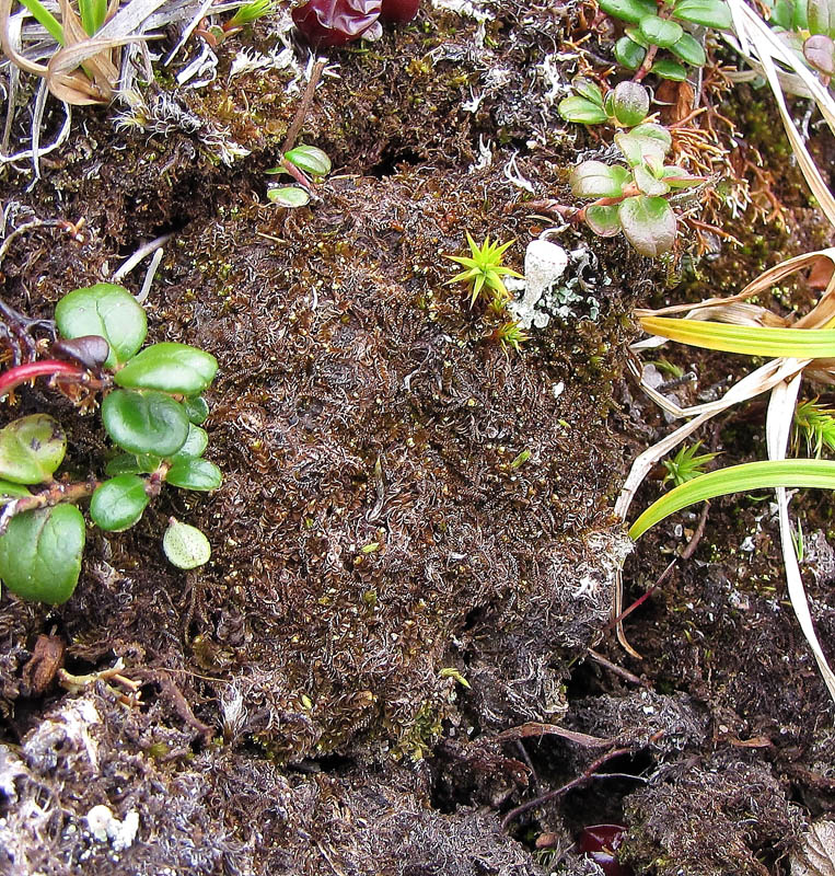 Orthocaulis cavifolius